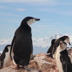 Penguins: They Exist and May Actually Help You PengWIN at Your Career